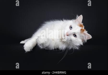 Beau chat Van turc, allongé sur le côté.Regarder loin de l'appareil photo avec les yeux bleus.Isolé sur un fond noir. Banque D'Images