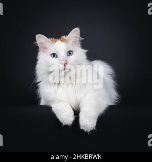 Magnifique chat Van turc senior, avec pattes avant sur le bord orienté vers l'avant.Regarder vers l'appareil photo avec les yeux bleus.Isolé sur un fond noir. Banque D'Images