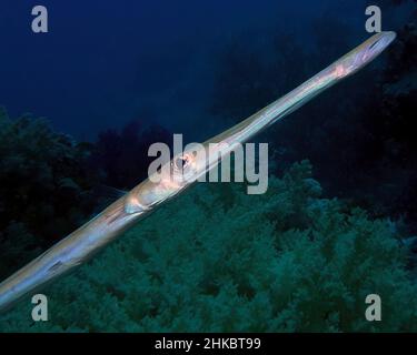 Cornetfish en pot (Fistularia commersonii) dans la mer Rouge, Égypte Banque D'Images