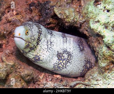 Un flocon de neige Moray Eel (Echidna nebulosa) dans la mer Rouge, Égypte Banque D'Images