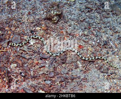 Un anguille de serpent tacheté (Ophichthus ophis) dans la mer Rouge, en Égypte Banque D'Images