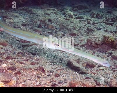 Cornetfish en pot (Fistularia commersonii) dans la mer Rouge, Égypte Banque D'Images