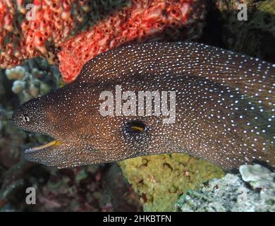 Yellowmouth Moray (Gymnothorax nudivomer) dans la mer Rouge Banque D'Images