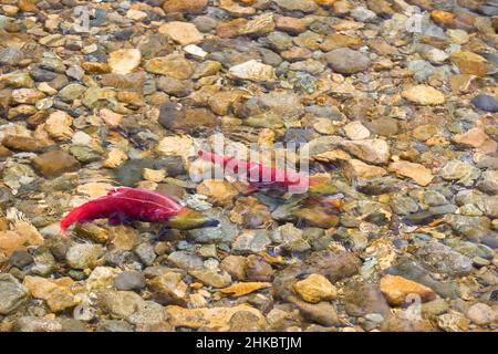 Le saumon rouge frai se couple. Les saumons rouges mâles et femelles se coupent sur les frayères de la rivière Adams, en Colombie-Britannique, au Canada. Banque D'Images