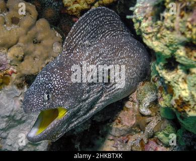 Yellowmouth Moray (Gymnothorax nudivomer) dans la mer Rouge Banque D'Images