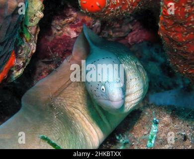 Un anguille géométrique de Moray (Gymnothorax griseus) dans la mer Rouge, Égypte Banque D'Images