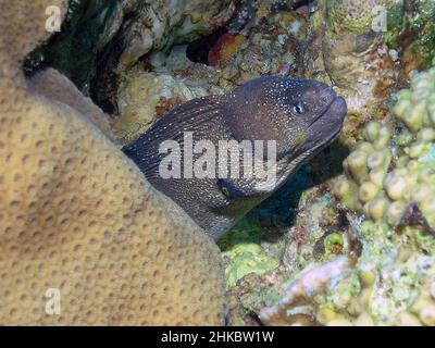 Yellowmouth Moray (Gymnothorax nudivomer) dans la mer Rouge Banque D'Images