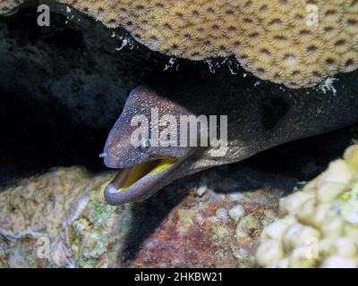 Yellowmouth Moray (Gymnothorax nudivomer) dans la mer Rouge Banque D'Images