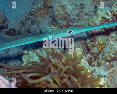 Cornetfish en pot (Fistularia commersonii) dans la mer Rouge, Égypte Banque D'Images