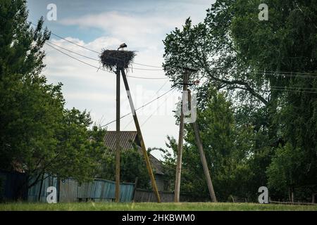 Ukraine, région de Romny, village de Vovkivtsy. Un nid de cigognes Banque D'Images