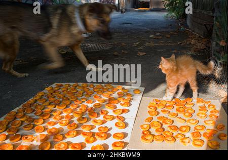 Un chaton doux rouge et un chien jouent près des abricots qui sèchent Banque D'Images