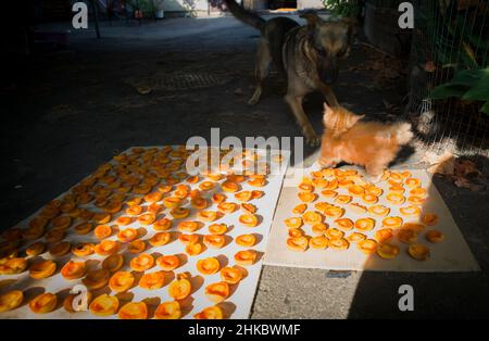 Un chaton doux rouge et un chien jouent près des abricots qui sèchent Banque D'Images