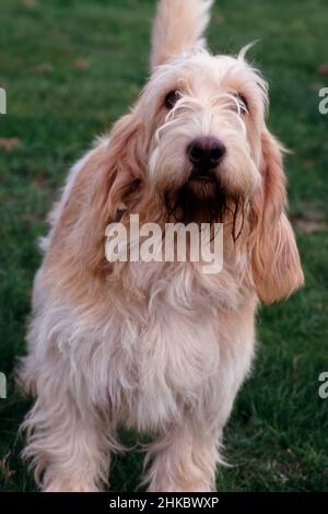 Petit basset griffon Vendeen PBGV regardant vers l'appareil photo. Banque D'Images