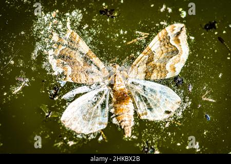 Insectes morts, à la surface de l'eau plate, tourbière Banque D'Images