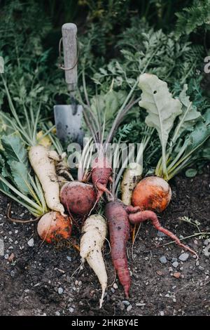 Légumes-racines fraîchement moulus Banque D'Images