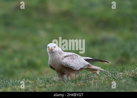 Cerf-volant blanc rare ou leuciste (Milvus milvus) debout dans un champ herbacé au pays de Galles, au Royaume-Uni. Banque D'Images
