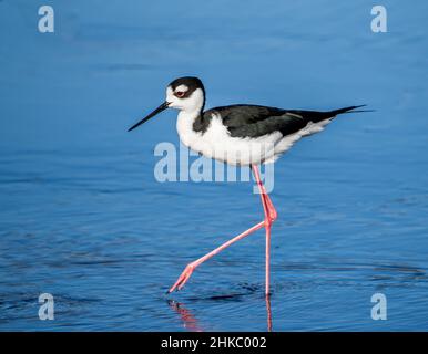 Promenade à pied dans la rivière Myakka, dans le parc national de la rivière Myakka, à Sarasota, Floride, États-Unis Banque D'Images