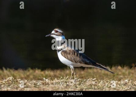 Oiseau unique de Killdeer (Charadrius vociferus) debout au sol dans le parc national de la rivière Myakka à Sarasota, Floride, États-Unis Banque D'Images