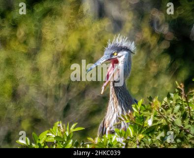 Grande poussin de Blue Heron avec bouche ouverte à la zone de Venise Audubon Bird Rookery à Venise Floride États-Unis Banque D'Images