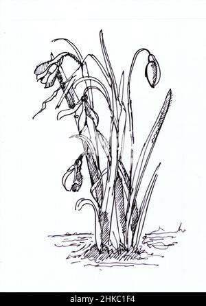 Croquis pour une plante de gouttes de neige sur fond blanc. Banque D'Images