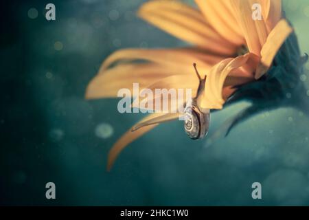 petit escargot en gros plan sur un pétale de fleur. Banque D'Images