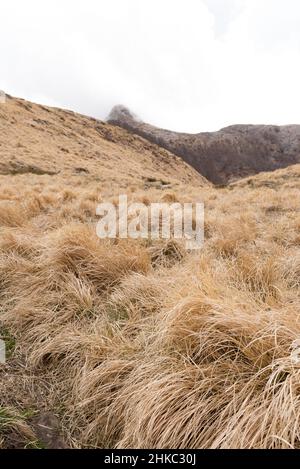 Pré sur pente de montagne en avril à Alpi Apuane, Italie. Banque D'Images