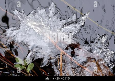 Icicle formé sur la rivière Lacupite à proximité Banque D'Images