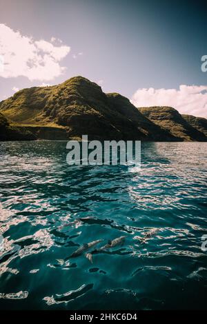 Les dauphins tournette nagez dans les eaux bleues au large de N ?Côte de Pali Banque D'Images