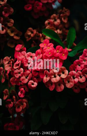 Grappe de fleurs roses tropicales avec détails éclatants Banque D'Images