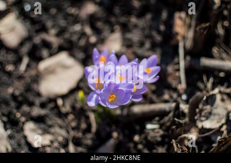 Crocus violets sur fond de sol.Les primroses printanières fleurissent au soleil Banque D'Images