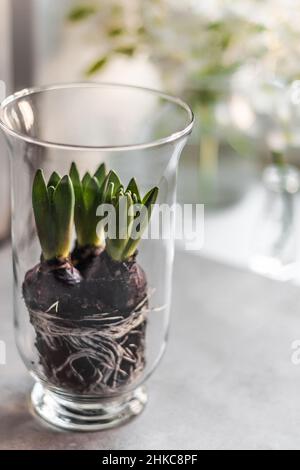 Racines blanches de trois hyacinthes avec bourgeons non ouverts dans un vase en verre. Banque D'Images