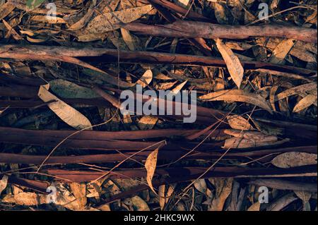 Arbre de gomme texturé Bark euqualipt pour arrière-plan ou écran de veille gros plan Banque D'Images