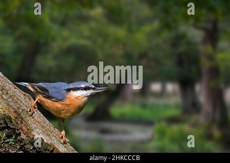 Nuthatch eurasien / nuthatch de bois (Sitta europaea) fourragent dans la forêt décidue avec de vieux chênes Banque D'Images