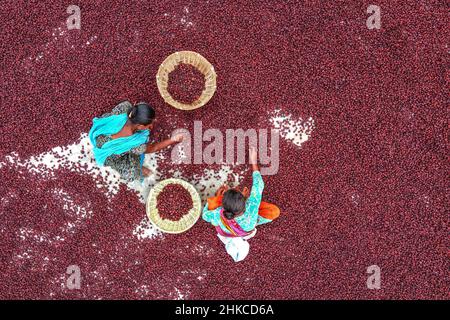 Des équipes de femmes travaillent sous le soleil flamboyant en triant des milliers de fruits de jujube après une récolte exceptionnelle. Banque D'Images