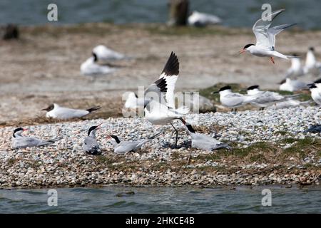 Sterne commune (Sterna hirundo) oiseaux nicheurs attaquant Avocet (Recurvirotra avosetta), île de Texel, Hollande, Europe Banque D'Images