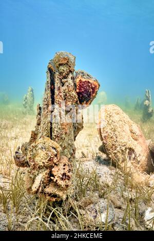 Un champ sous-marin de mussles de ventilateur (pinna nobilis), en sortant du fond sablonneux. Banque D'Images