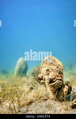 Un champ sous-marin de mussles de ventilateur (pinna nobilis), en sortant du fond sablonneux. Banque D'Images