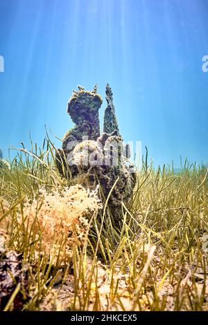 Un champ sous-marin de mussles de ventilateur (pinna nobilis), en sortant du fond sablonneux. Banque D'Images
