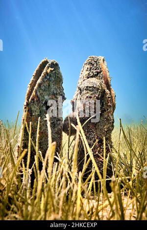 Un champ sous-marin de mussles de ventilateur (pinna nobilis), en sortant du fond sablonneux. Banque D'Images