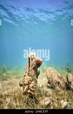 Un champ sous-marin de mussles de ventilateur (pinna nobilis), en sortant du fond sablonneux. Banque D'Images