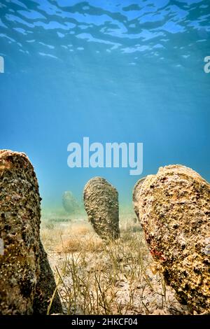 Un champ sous-marin de mussles de ventilateur (pinna nobilis), en sortant du fond sablonneux. Banque D'Images