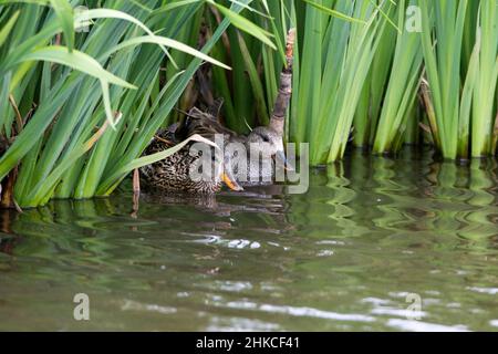 Canard et drake se cachant dans la végétation sur le lac, île de Texel, Hollande, Europe Banque D'Images