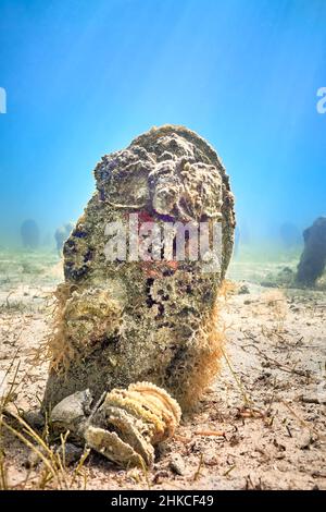Un champ sous-marin de mussles de ventilateur (pinna nobilis), en sortant du fond sablonneux. Banque D'Images
