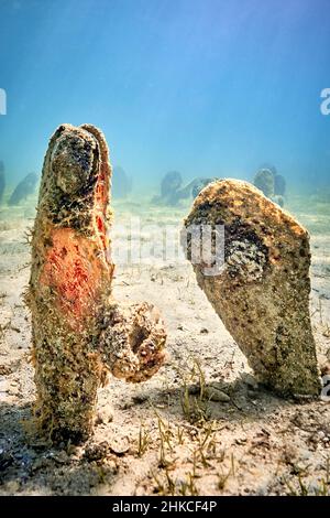 Un champ sous-marin de mussles de ventilateur (pinna nobilis), en sortant du fond sablonneux. Banque D'Images