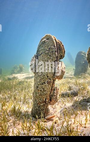 Un champ sous-marin de mussles de ventilateur (pinna nobilis), en sortant du fond sablonneux. Banque D'Images