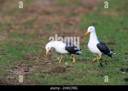 Petite paire de Mouettes noires (Larus marinus), Île de Texel, Hollande, Europe Banque D'Images