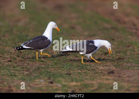 Petite paire de Mouettes noires (Larus marinus), Île de Texel, Hollande, Europe Banque D'Images