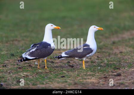 Petite paire de mouettes à dos noir (Larus marinus) sur la prairie, île de Texel, Hollande, Europe Banque D'Images