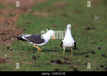 Petite paire de Mouettes noires (Larus marinus), Île de Texel, Hollande, Europe Banque D'Images