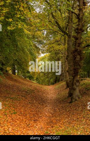 Un sentier déserté mène à travers les bois, tandis que les couleurs d'automne sont en spectacle Banque D'Images